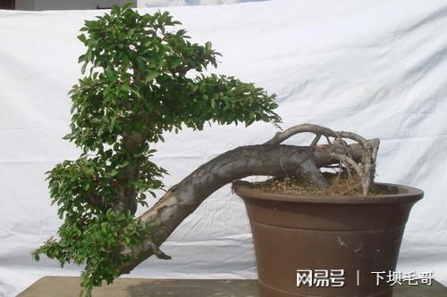 這種樹農民把它當綠籬，殊不知是上好盆景材料，精品上萬